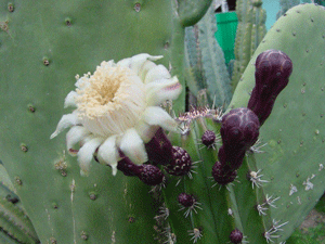 crazy-cactus.gif